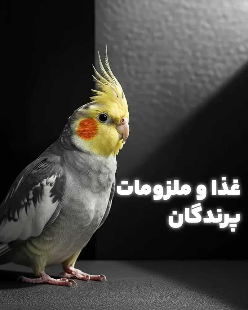 birds banner 1