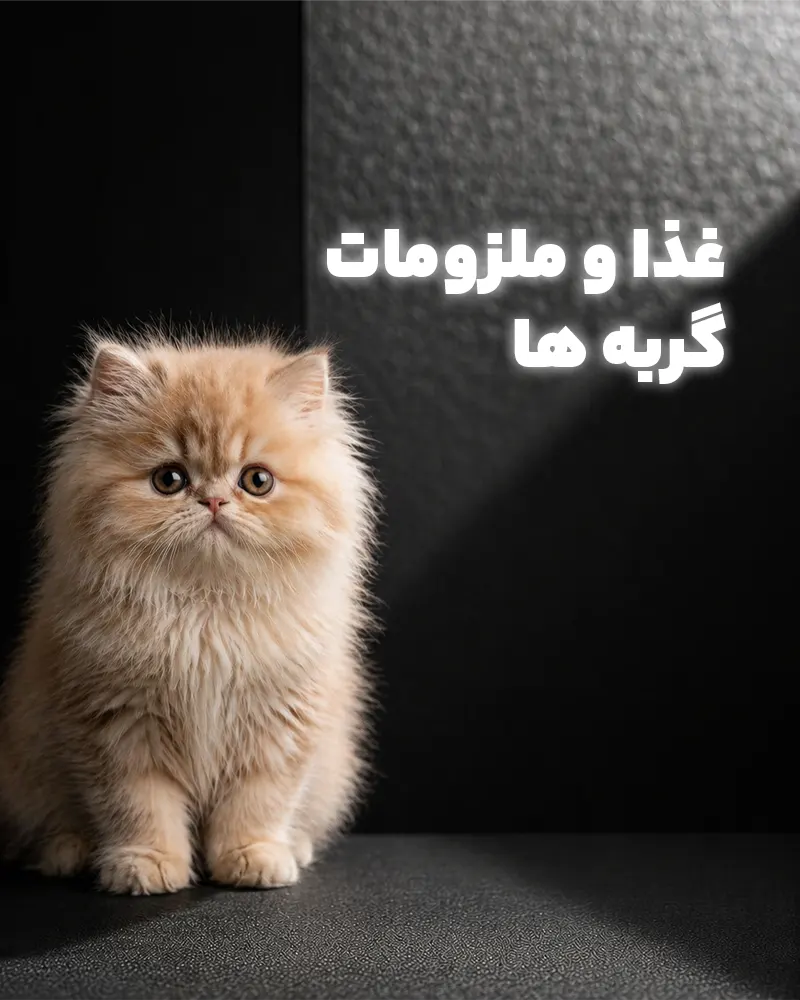 cats banner 1